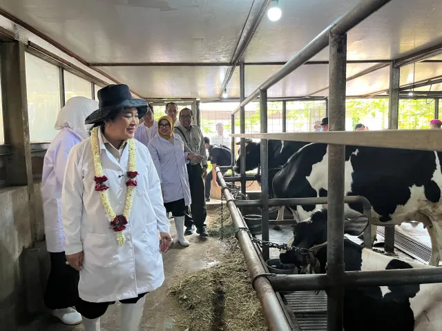 Sukseskan Swasembada Pangan, Kementan dan APPSI Pacu Produktivitas Peternak Sapi